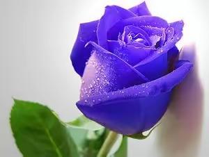 喜欢和爱的区别