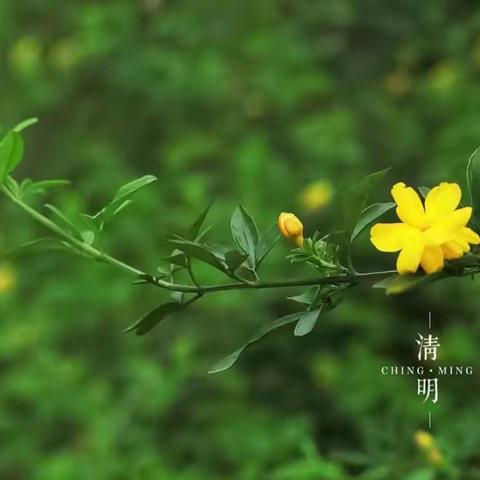 ––忻州师范学院附属中学 初一四班 董怡浩 2023年 清明假期实践活动