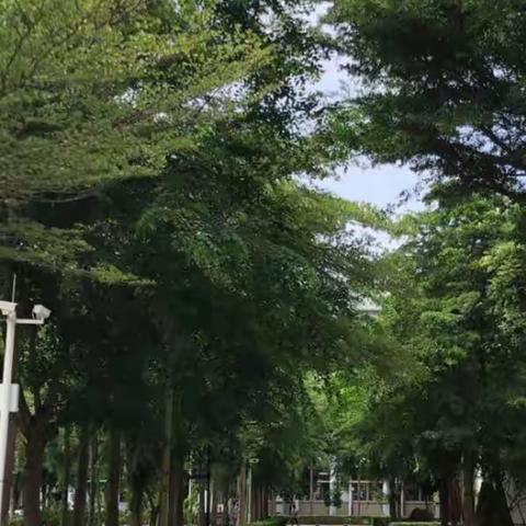 美丽的海南省交通学校