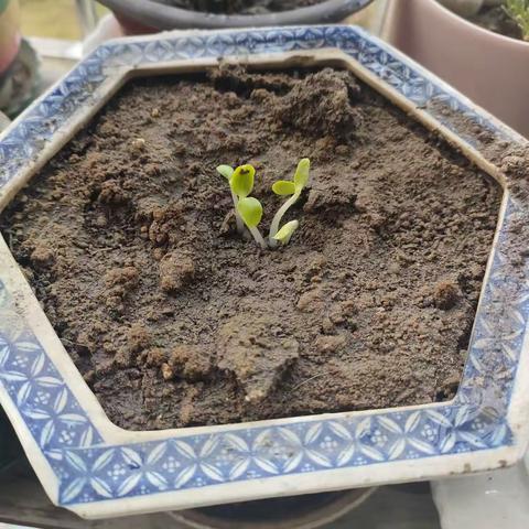 出芽了，一夜之间长这么快