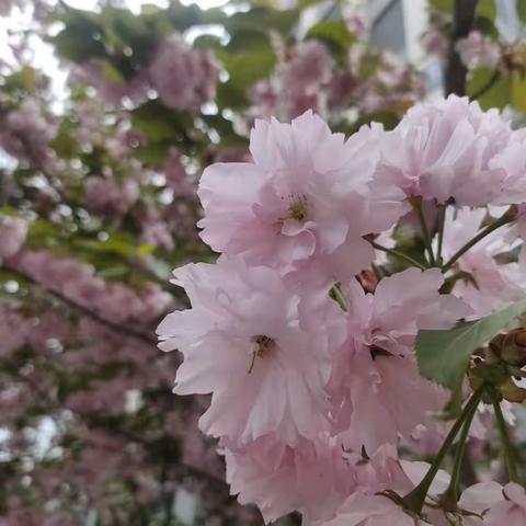 《淡黄柳·谷雨》(词林正韵)