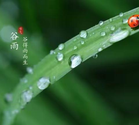 谷雨的由来和健康注意事项