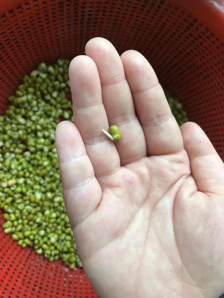 绿豆发芽记
