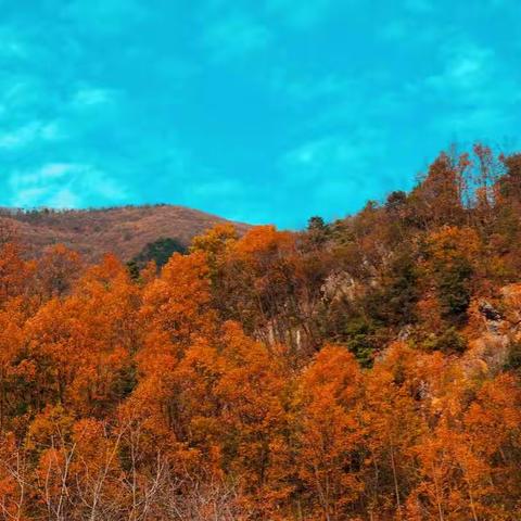 山阳县三棵老槐民宿来了。