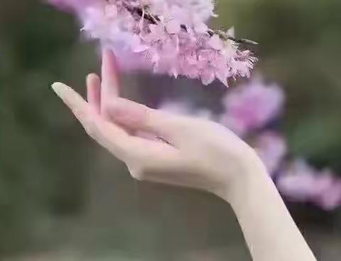 人生淡如菊