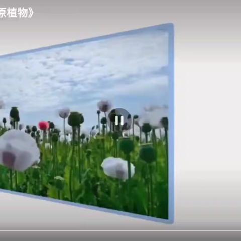 唯“毒”不种！幸福里社区禁种铲毒倡议书。