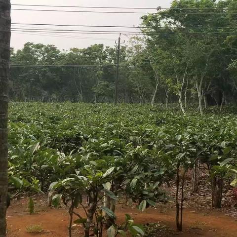 【高一（6）班】春风送暖意，茶香暖人心－－记椰仙茶旅研学活动。