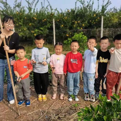 相约秋天，走进自然——江南幼儿园太阳班社会实践活动《挖红薯》