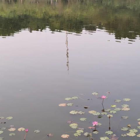 身近莲花心似水