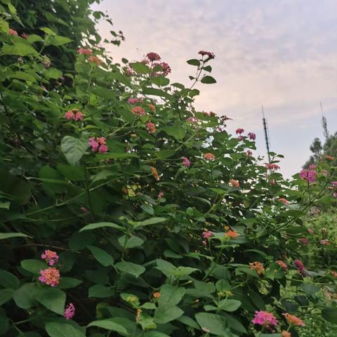 春来羊城花树多