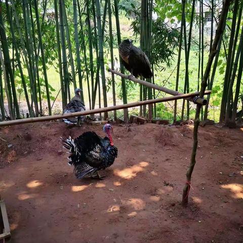 我的故乡