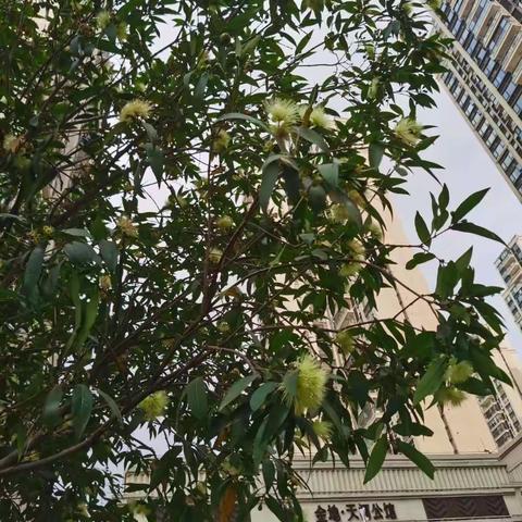 蒲桃误认莲雾果