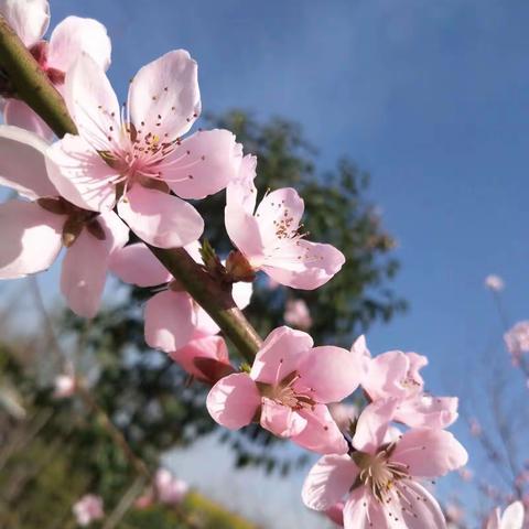 停课不停学，“宅”家趣味学～ 大班 【4月1日】