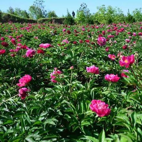 清水芍药花开