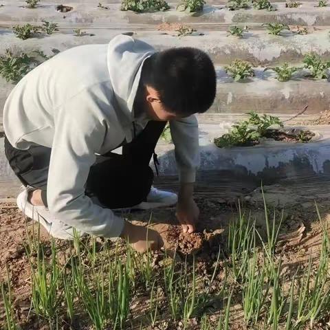 五月，春柳垂地；五月，杨花飞起。五月，劳动者的脚步更加充实自信；五月，劳动者的汗水显得异常美丽。