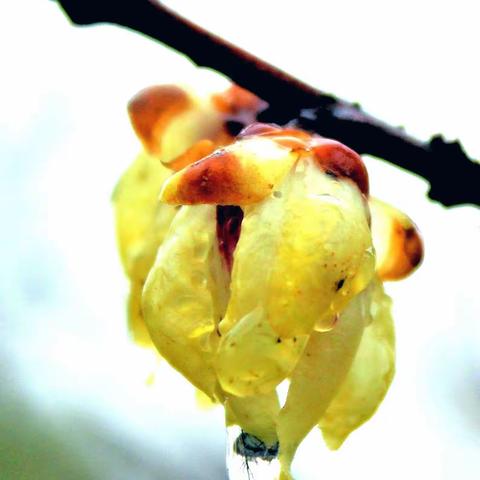 雨中腊梅