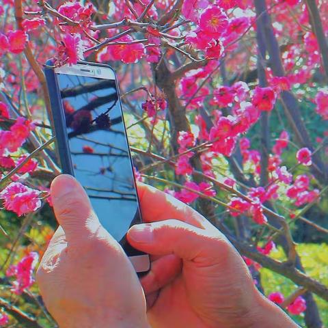 春暖花开时闻香寻梅来到香山梅岭