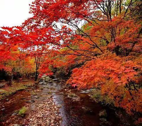 本溪老边沟看枫叶🍁休闲一日游！团队9月30号！10月3号！