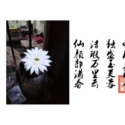 玉芙蓉