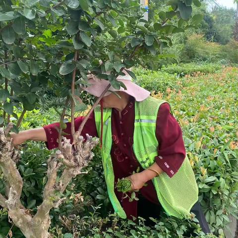 开发区园林处：坚守岗位的园林人 用心守护靓丽城区