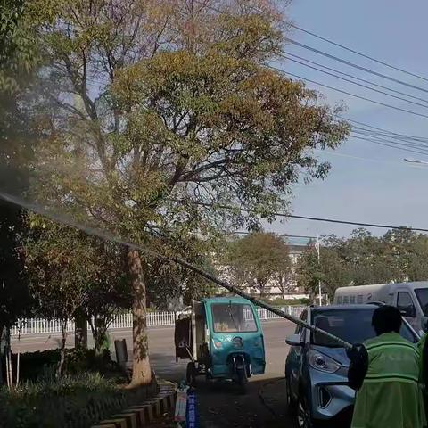 开发区园林处：积极做好区内香樟樟巢螟防治工作