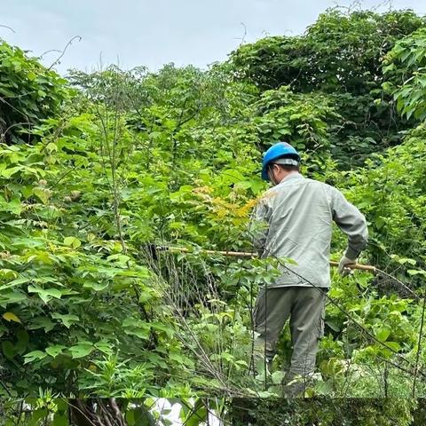 复查线路隐患，备战迎峰度夏