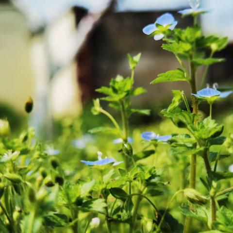 【现代诗】我和春天对视