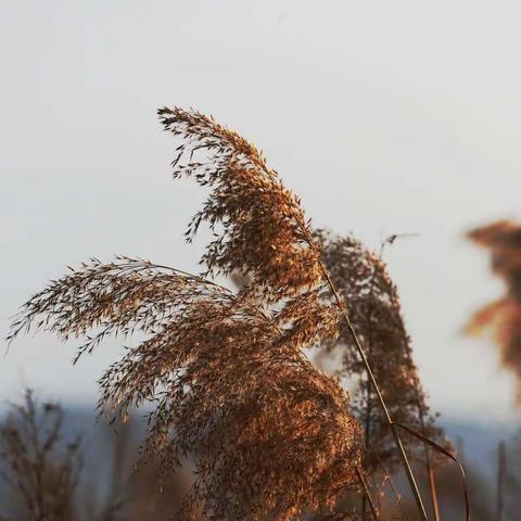 芦花之美