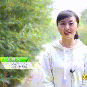 牛泉镇将山后村辣椒种植！！！