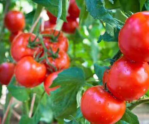 西红柿🍅种植技术与管理