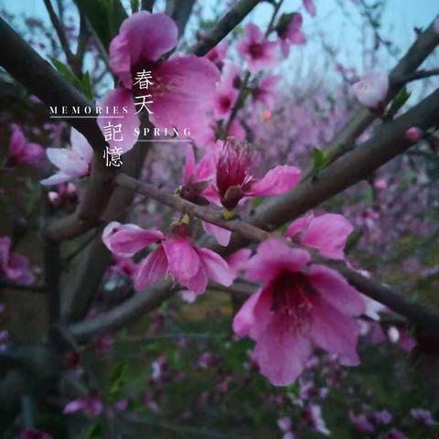 雨中漫步的美篇（手机拍摄）