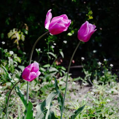 四月的北京植物园