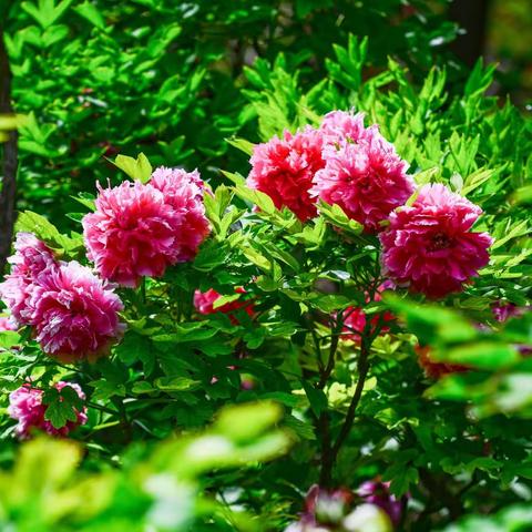 北京景山公园牡丹花