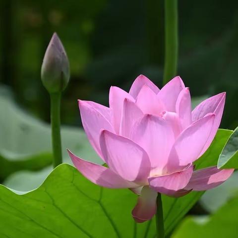 赏荷房山滨河公园