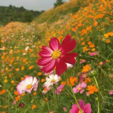 格桑花儿开