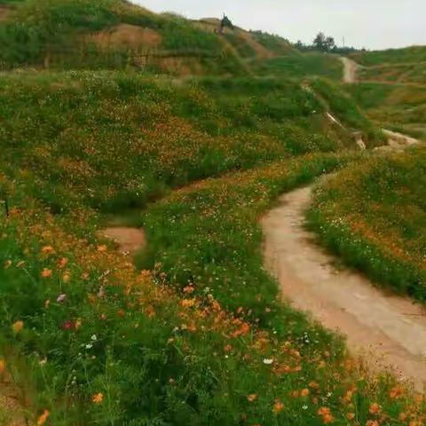 故乡的格桑花，风景就在身边🌷💐🌸🌻🌹🌺🌼