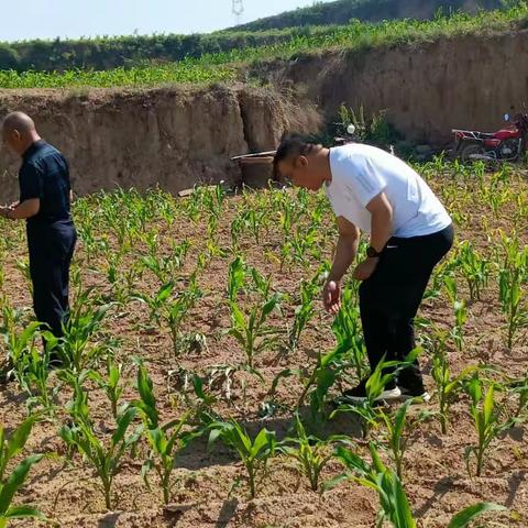 神泉村6月13日动态