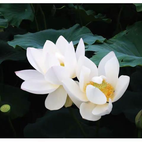 荷气致祥