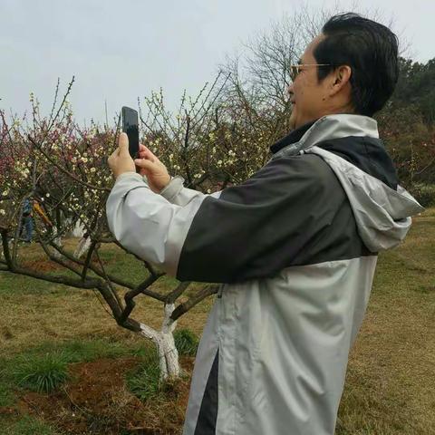 梅山春光无限美一一绽放的报春梅。