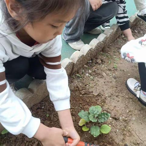 绿野仙踪之大三班圆茄子记录第一篇