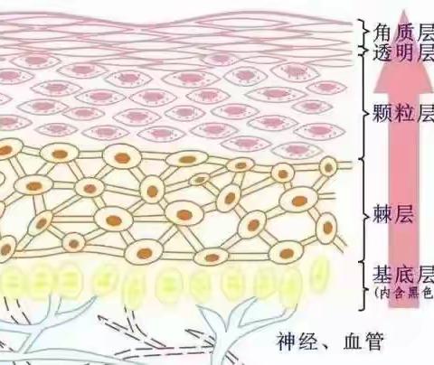 【外阴白斑】治疗上海都市医院【医保定点医院】