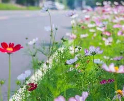 【六年级组】不畏春寒，一路生花