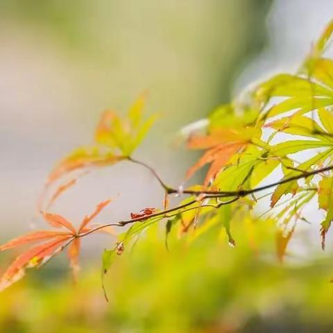 浅析“老干体”