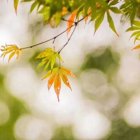 史济民：改诗漫谈（二）