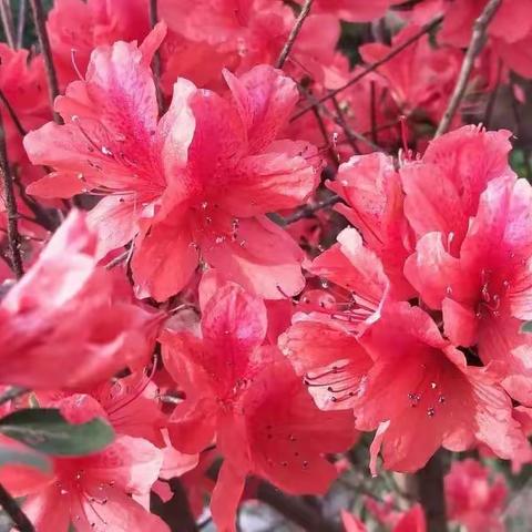 漫谈成语“杜鹃啼血”