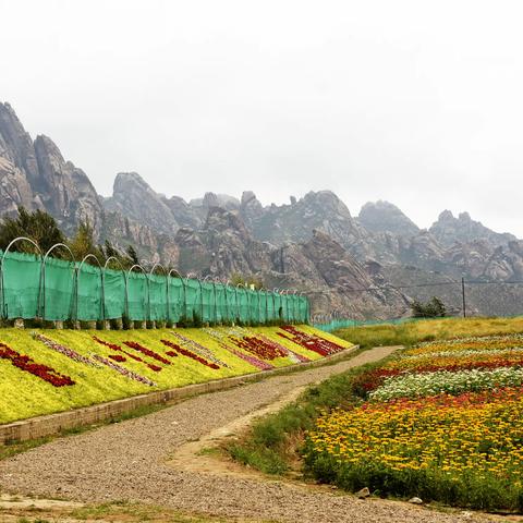 青山花海