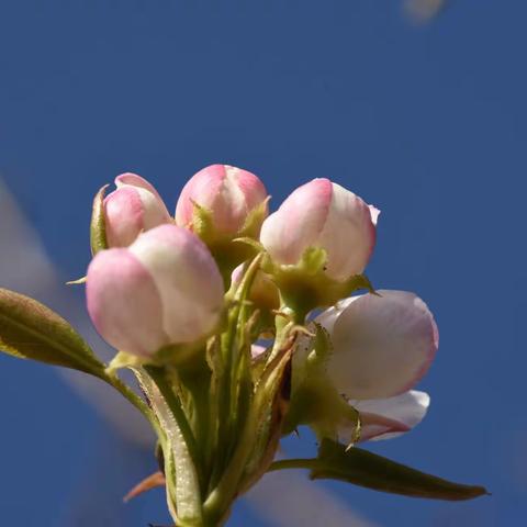 又是一年春来早，又到春暖花开时。