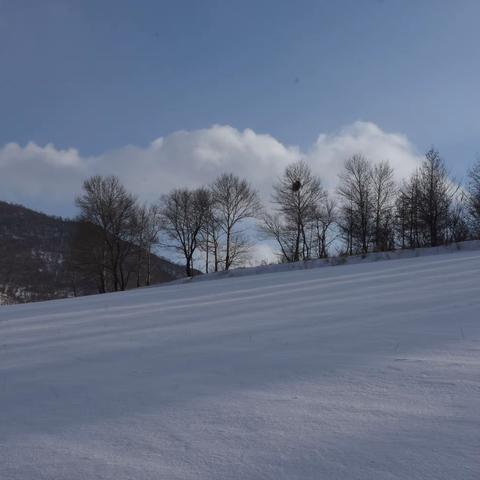 踏雪