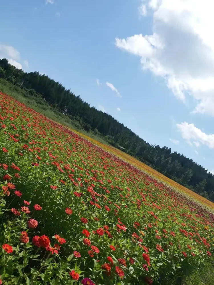 2019图们日光山花海