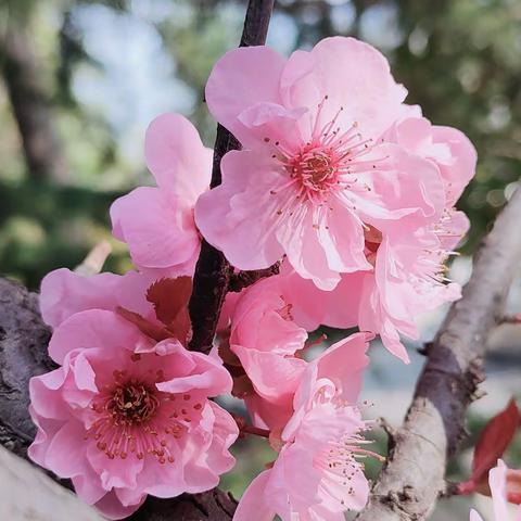 美人梅——美人如花隔云端